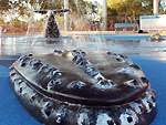 whale