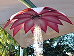 shower flower