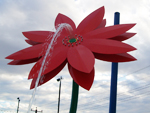 red daisy